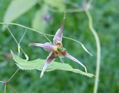 2016-05-10 Epimedium 'Stormcloud'.jpg