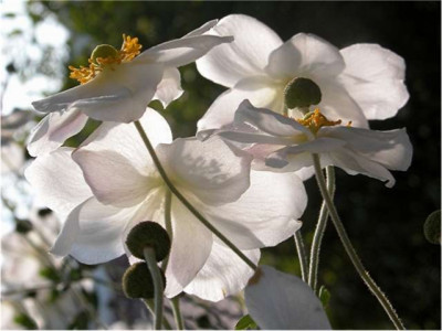 anemonen-blutenreigen.jpg