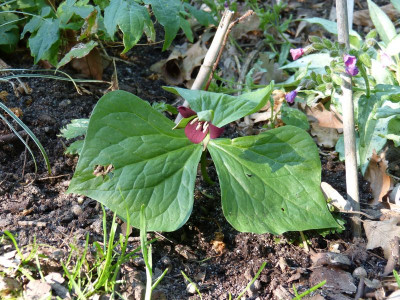 2016-05-10 Trillium sulcatum.jpg