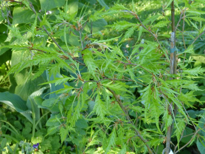 2016-05-10 Fagus sylvatica 'Mercedes'.jpg