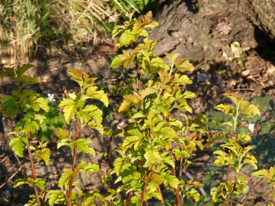 2016-05-10 Physocarpus 'Amber Jubilee'.jpg