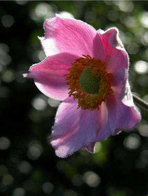 herbstanemone27870.jpg