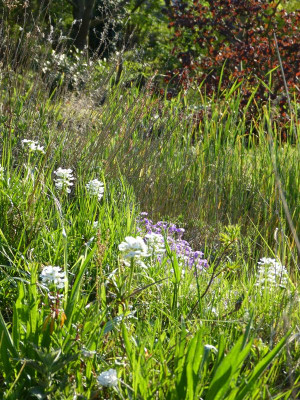 2016-05-10 Gartenimpressionen 1.jpg
