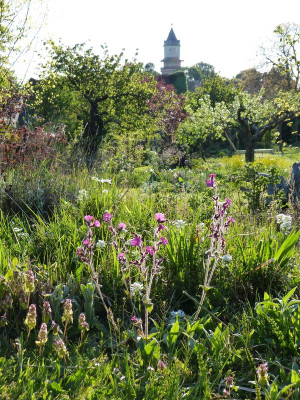 2016-05-10 Gartenimpressionen 2.jpg