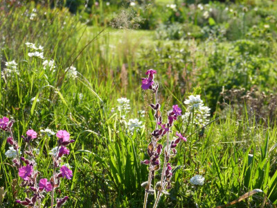 2016-05-10 Gartenimpressionen 3.jpg