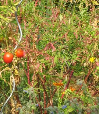 Konvolut_mit_flamingostieliger_Euphorbia_palustris.JPG