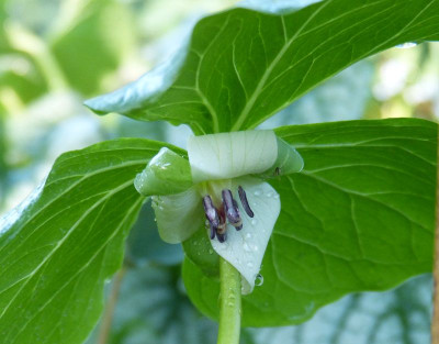 2016-05-10 Trillium cernuum.jpg