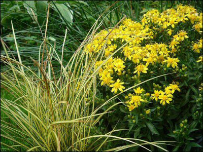 Solidago_virgaurea_.jpg
