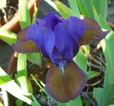 100_6285 Plum Lucky.jpg