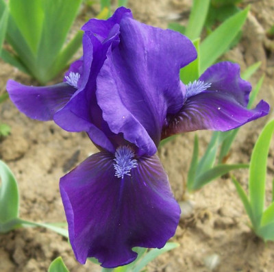 100_6295 Iris lila.jpg