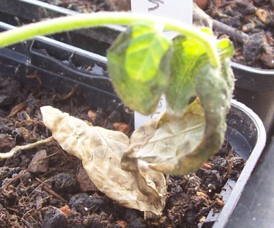 100_6294 kranke Tomate.jpg
