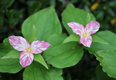 IMG_3626_eTrillium grandiflorum.JPG