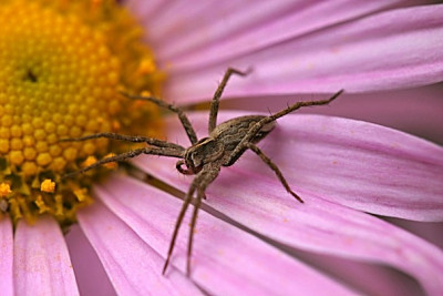 Tiere_Spinne10906.jpg
