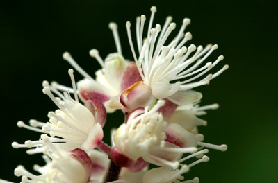 St_ramosa__purpurea0906.jpg
