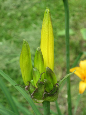 H. middendorffii_5078_r1.jpg