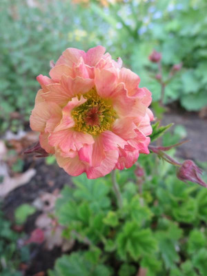 Geum 'Mai Tai'_3439.jpg