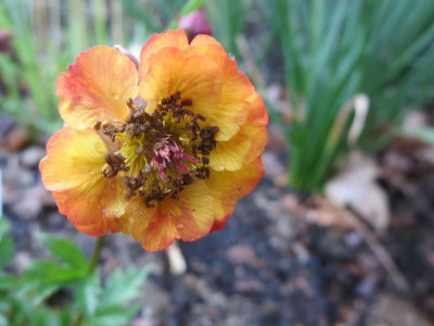 Geum 'Alabama Slammer'_3440.jpg