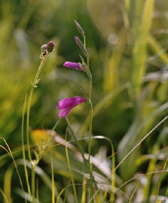 gladiolus_palustris_frzei.JPG
