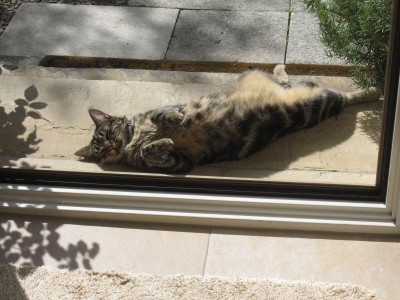 CoquineChilled.jpg