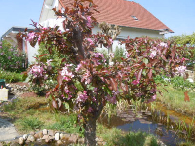 Zierapfel.JPG