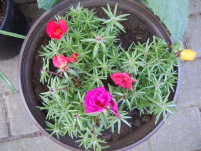 Portulakröschen.JPG