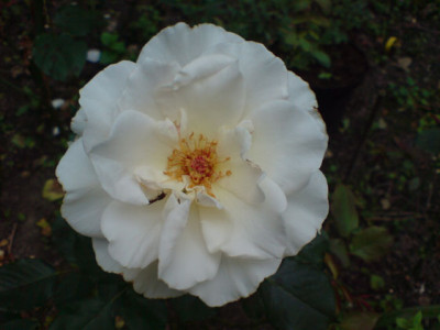 margaret_merill_2.JPG