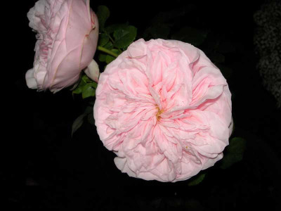 DSCN4588a.jpg