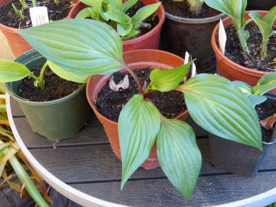 2016-05-11 Hosta 'First Blush'.jpg