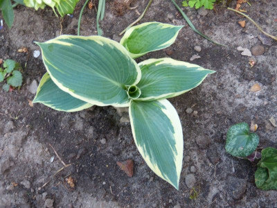 2016-05-11 Hosta 'American Halo'.jpg