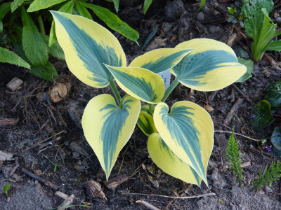 2016-05-11 Hosta 'Autumn Frost'.jpg