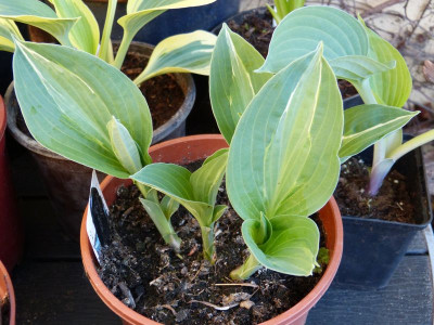2016-05-11 Hosta 'Erotica'.jpg