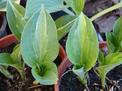 2016-05-11 Hosta 'Erotica' - 'Gipsy Rose'.jpg