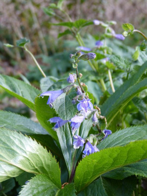 2016-05-11 Meehania urticifolia 'Japanblau'.jpg