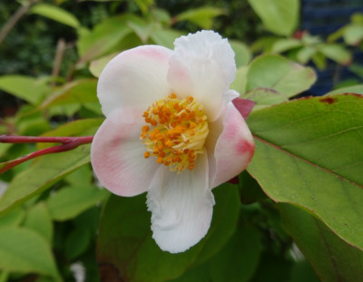 Stewardia rostrata.jpg