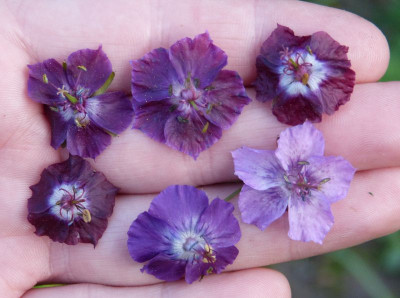 2016-05-11 Geranium phaeum.jpg