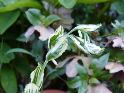 2016-05-11 Polygonatum 'Grace Barker'.jpg