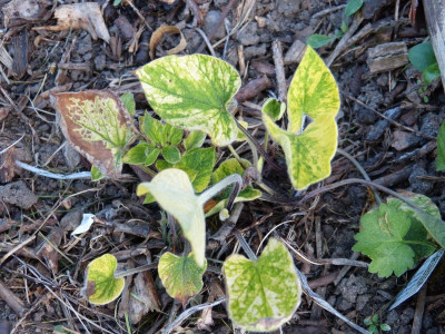 2016-05-11 Brunnera 'Langford Hewitt'.jpg