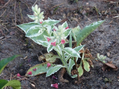 2016-05-11 Pulmonaria 'David Ward'.jpg