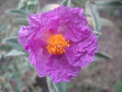 C.albidus_110516a.jpg