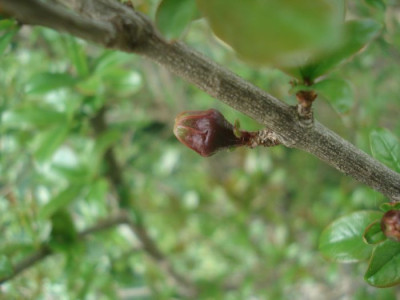 P.granatum_110516a.jpg