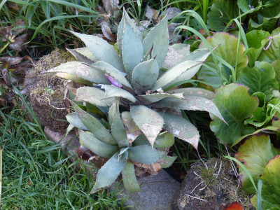 2016-05-11 Agave'.jpg