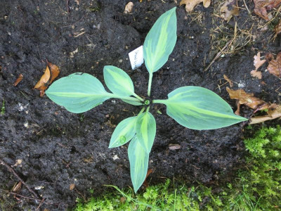 Hosta 'Stand by Me'_3434.jpg