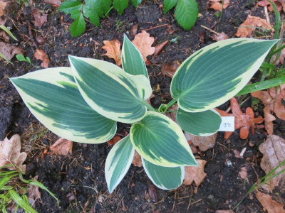 Hosta 'El Nino'_3433.jpg