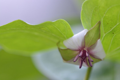 Trillium, bisher unbekannt.jpg