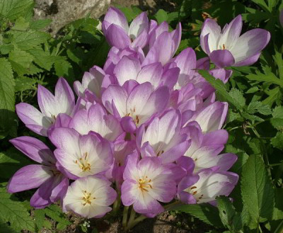 IMG_1904_eColchicum_evtl_speciosum.JPG
