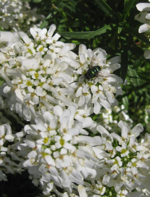 IMG_8307 Iberis sempervirens.jpg