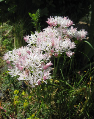IMG_8289 Allium Cameleon.jpg
