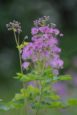 Thalictrum aquilegifolium.jpg