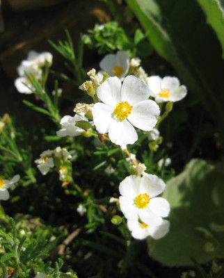 IMG_8293 halimium umbellatum.jpg