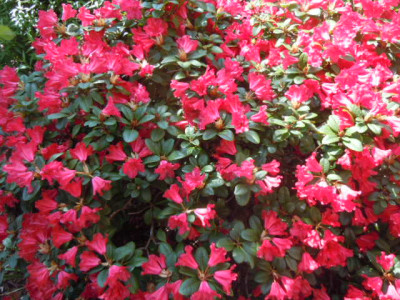 Rhododendron.JPG